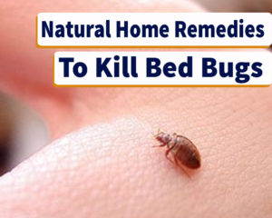 Home Remedies For Bed Bugs killing That Actually Work - Sleepy Home