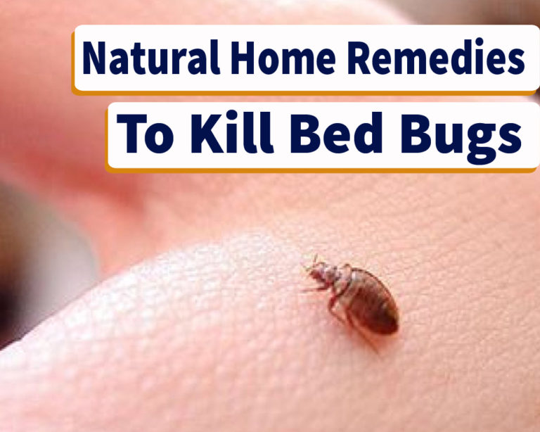Home Remedies For Bed Bugs killing That Actually Work