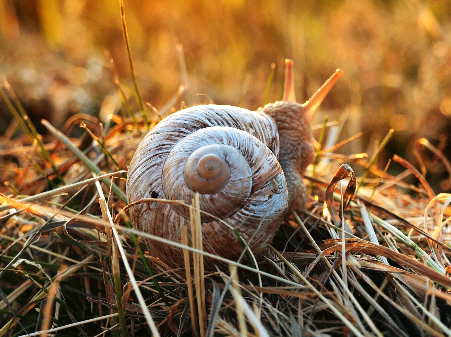 how long do snails sleep